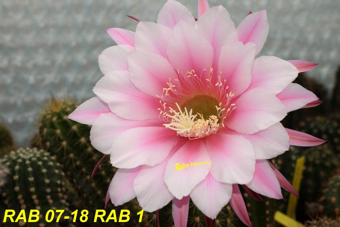 3.(RAB.07.18.1 (EP.eyriesii x grandiflorus) x Chimu).RAB.3.jpg 